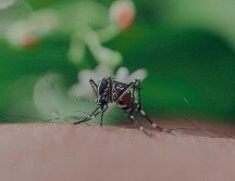 El dengue es un virus que se dispersa con sencillez gracias a la participación del mosquito.ESPECIAL