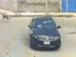 Conductor arrolla a perro./  Captura @c4jimenez.