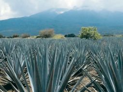 El Paisaje Agavero comprende cinco municipios: El Arenal, Amatitán, Tequila, Magdalena y Teuchitlán. EL INFORMADOR