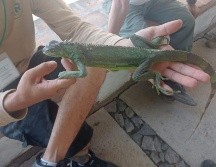 Fue asegurada y trasladada al Centro de Acopio y Salud  Animal, en Tlajomulco. ESPECIAL