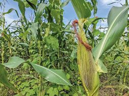 El Presidente hizo el llamado especialmente a los empresarios, más allá de los tortilleros. SUN / ARCHIVO