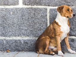 Los casos de maltrato animal se judicializarán de inmediato, UNSPLASH