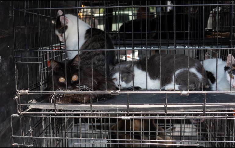 Se estima que el riesgo para los propietarios de felinos, veterinarios y otras personas que pueden estar especialmente expuestas a gatos portadores del H5NI sin equipo de protección es de bajo a moderado. AFP / ARCHIVO