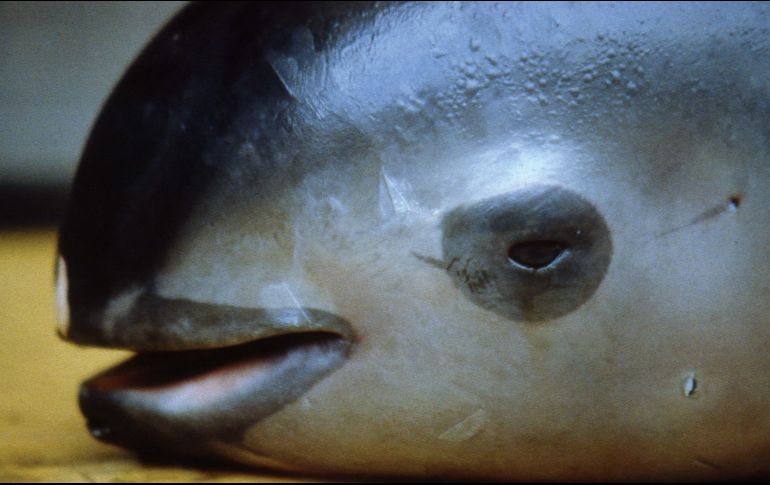 La vaquita marina es uno de los cetáceos más pequeños del mundo. AFP / ARCHIVO