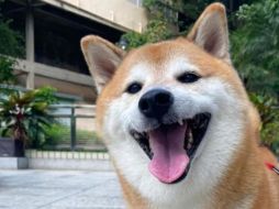 Su dueña hará todo lo posible por cuidarlo bien. SUN