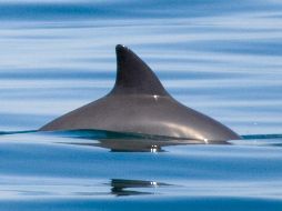 El 18 de julio se conmemora el Día Internacional de la Vaquita Marina, para generar conciencia del peligro en el que está la especie. AP/Archivo