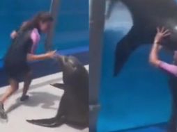 Lobo marino cae encima de su entrenadora/ Captura de pantalla