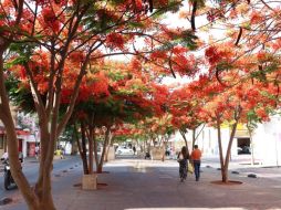 A decir de la autoridad, hay interés de varios giros gastronómicos en abrir sucursales en el primer cuadro de la ciudad. EL INFORMADOR/H. Escamilla