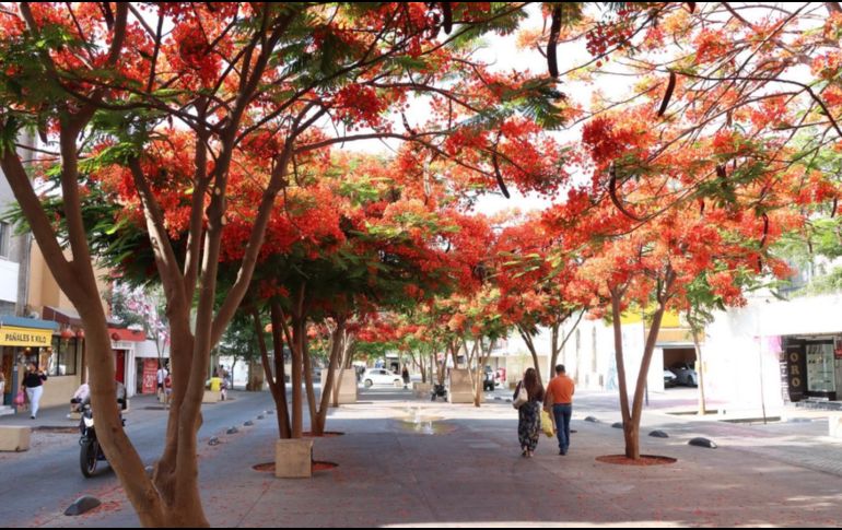 A decir de la autoridad, hay interés de varios giros gastronómicos en abrir sucursales en el primer cuadro de la ciudad. EL INFORMADOR/H. Escamilla