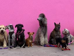 Cada 21 de julio se celebra el Día Mundial del perro. Foto de Hannah Lim en Unsplash