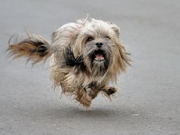 Una de las alternativas recomendada por especialistas es secar bien la superficie de la orina y limpiar posteriormente con agua hasta que se elimine el olor, una vez que esto pase tiene que utilizar jabón para desinfectar. AP / ARCHIVO