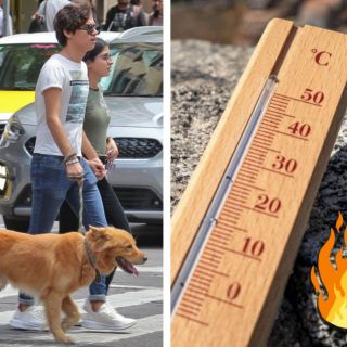 Así puedes cuidar a tu lomito de calor que viene con la canícula