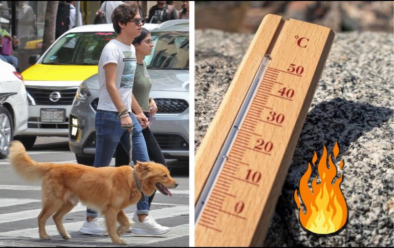 Hay que mantenerse atento para que los lomitos no sufran el temido golpe de calor. EFE / EL INFORMADOR / ARCHIVO