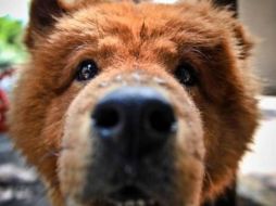 Los perros son los que más reciben malos tratos. SUN