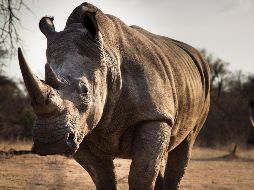 Entre las especies de rinocerontes, el blanco del norte está casi extinto y con esta acción buscan preservarlo. ESPECIAL/ Unsplash
