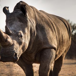 Crean 5 embriones de un tipo de rinoceronte del que sólo quedan 2 hembras en el mundo