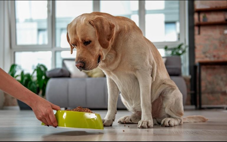 Pro Plan Purina fue aprobada por la Profeco. ESPECIAL