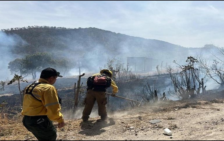 Ambos individuos fueron detenidos de manera inmediata y puestos a disposición del agente del Ministerio Público de la Unidad de Investigación de Delitos Ambientales. ESPECIAL