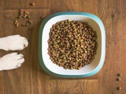 La Revista del Consumidor (Profeco) lanzó en este mes de julio un análisis de las mejores croquetas, una de ellas es Pro Plan Purina que obtuvo una gran calificación por los nutrientes que contiene y los buenos beneficios para los perritos. Pixabay