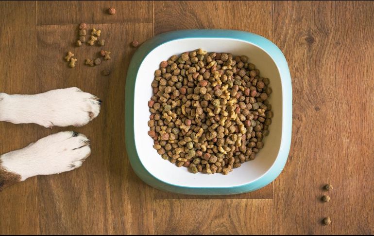 La Revista del Consumidor (Profeco) lanzó en este mes de julio un análisis de las mejores croquetas, una de ellas es Pro Plan Purina que obtuvo una gran calificación por los nutrientes que contiene y los buenos beneficios para los perritos. Pixabay