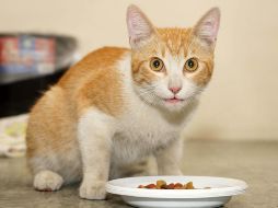 Lo ideal es que el veterinario recomiende el alimento que mejor le sentará a las mascotas. SUN/Archivo