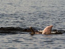 La investigación se llevó a cabo en la Reserva de Desarrollo Sostenible de Mamirauá, en Brasil. EFE/ Archivo