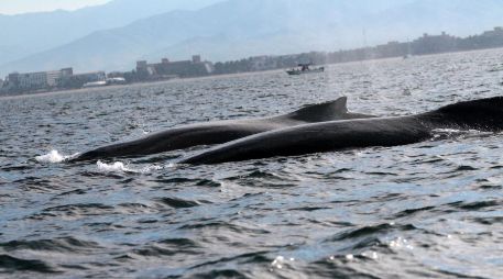 Entre julio y noviembre tiene lugar la migración desde el Polo Sur de las ballenas jorobadas. ARCHIVO/Notimex