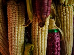 ¡No te pierdas la Feria del Elote en Tesistán 2023!. EL INFORMADOR / ARCHIVO