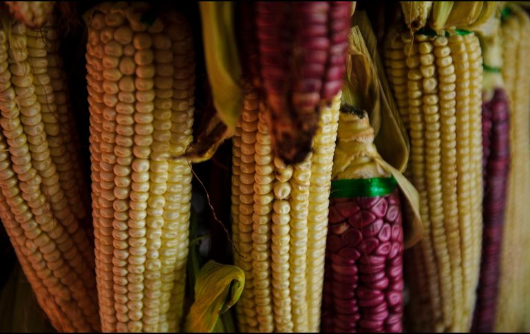 ¡No te pierdas la Feria del Elote en Tesistán 2023!. EL INFORMADOR / ARCHIVO