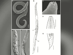 El gusano fue encontrado en 2002. ESPECIAL