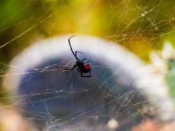 No es la primera ocasión que un niño deja morderse por arañas inspirado por 
