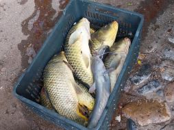 A través de los videos compartidos en redes sociales en días pasados se observa cómo los peces nadan cerca de la superficie, sin embargo, en las imágenes más recientes se aprecian los animales flotando de lado o boca arriba en la orilla del río. ESPECIAL