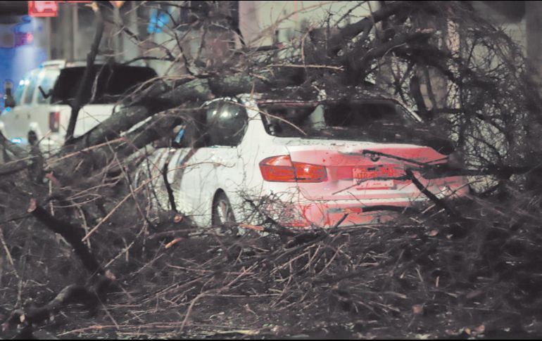 Se reportaron en Guadalajara 22 árboles caídos por la lluvia de la madrugada del viernes. ESPECIAL
