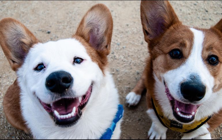 Cuanto más se miraban a los ojos los perros y sus dueños, más oxitocina producían. ESPECIAL / UNSPLASH