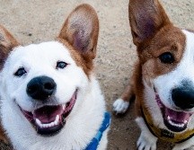 Cuanto más se miraban a los ojos los perros y sus dueños, más oxitocina producían. ESPECIAL / UNSPLASH