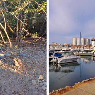 Estas son las "playas cocodrilo" de Puerto Vallarta