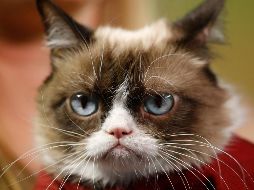 Este martes 8 de agosto, usuarios de redes sociales han compartido todo tipo de memes y también fotos de sus mascotas para celebrar el Día del Gato 2023. AP / ARCHIVO