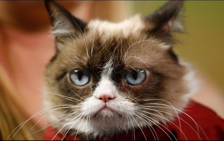 Este martes 8 de agosto, usuarios de redes sociales han compartido todo tipo de memes y también fotos de sus mascotas para celebrar el Día del Gato 2023. AP / ARCHIVO