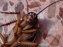 Tener en casa cucarachas es terrible, por lo que si quieres terminar con ellas, prepara este remedio. Pixabay.