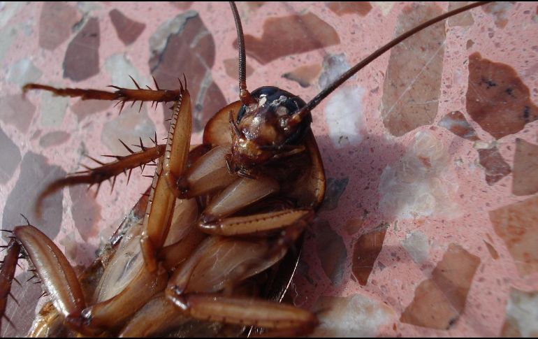 Tener en casa cucarachas es terrible, por lo que si quieres terminar con ellas, prepara este remedio. Pixabay.