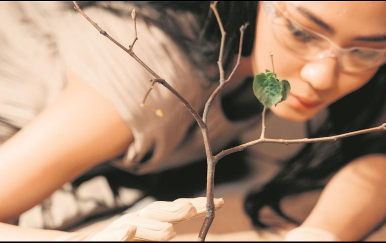 Estudiar Biología es uno de los primeros pasos para ser asesor en materia de cambio climático. ESPECIAL