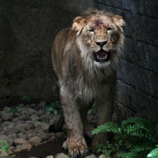 ONG pide al gobierno de Sudáfrica impugnar la "brutal" industria de cría de leones