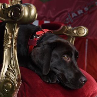 Él es Win, el perro que ayuda con el estrés a jugadores del Arsenal