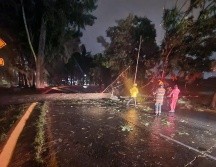 26 árboles cayeron durante la madrugada tras la lluvia. EL INFORMADOR/ H. Escamilla