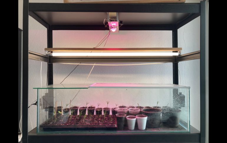 El Bosque Comunitario Guadalajara, el Colectivo Defendamos el Cerro de la Reina, el Colectivo Foco Tonal de Santa Cruz de las Huertas y el Colectivo Tonalá, fueron algunas de las organizaciones quienes participaron en las actividades. CORTESÍA /Colectivo 'Defendamos el Cerro de la Reina'