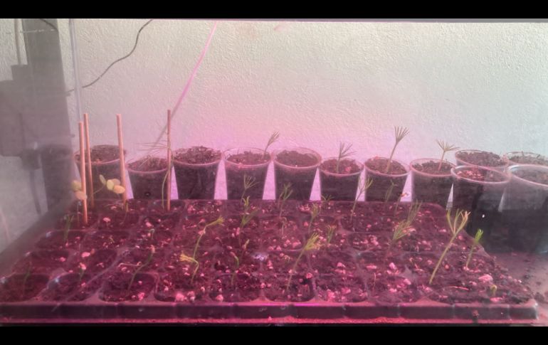 El Bosque Comunitario Guadalajara, el Colectivo Defendamos el Cerro de la Reina, el Colectivo Foco Tonal de Santa Cruz de las Huertas y el Colectivo Tonalá, fueron algunas de las organizaciones quienes participaron en las actividades. CORTESÍA /Colectivo 'Defendamos el Cerro de la Reina'