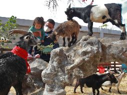 Encuentra aquí las mejores opciones para conectar con los animales sin salir de la ciudad. EL INFORMADOR / ARCHIVO