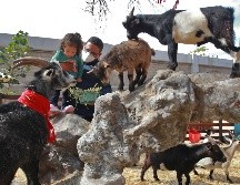 Encuentra aquí las mejores opciones para conectar con los animales sin salir de la ciudad. EL INFORMADOR / ARCHIVO