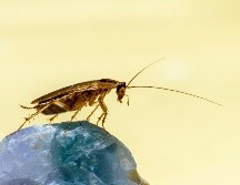 Uno de los insectos más comunes son las cucarachas, las cuales se pueden encontrar en cualquier parte de las calles e incluso dentro de los hogares. ESPECIAL / Erik Karits vía UNSPLASH