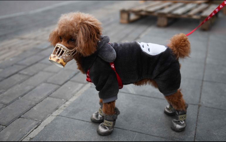 Quienes tratan a su mascota como si fuera su hijo o hija comenzaron a ser más evidentes en redes sociales. AFP / ARCHIVO